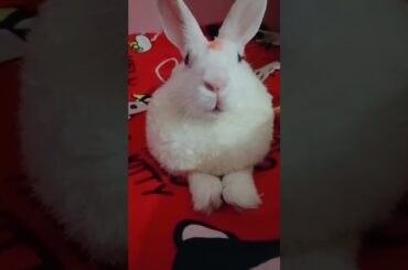 Pillu | cute bunny | bunny | rabit