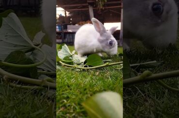 #rabbit #cute #bunny #pets #animals #shortvideo #rabbiteating #rabbitmeat #pet