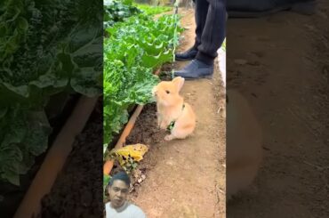 Cute bunny and his boss #bunny #rabbit #pets #cute #rabbitfood