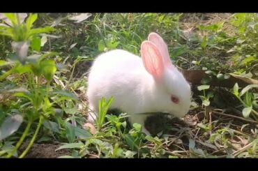 Cute Baby Rabbits Playing,Feeding Activities | Bunny Rabbit (Baby Rabbits) 17