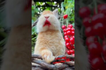 Bunny, cute rabbit #viralvideo #rabbit #cute #pets #animals #bunny #shorts #subscribe #like #short