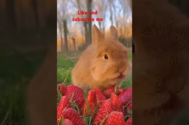 Bunny, cute rabbit #viralvideo #rabbit #cute #pets #animals #bunny #shorts #subscribe #like #short