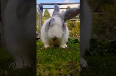 Cute rabbit #animals #cute #cuteanimals #shortvideo #rabbiteating #bunny #rabbitfood #rabbitmeat