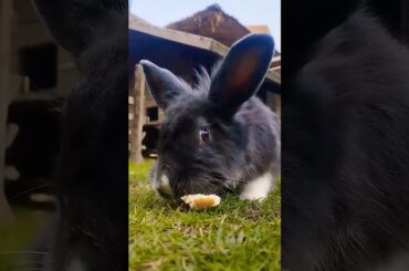 #rabbit #cute #bunny #animals #shortvideo #rabbiteating #rabbitfood #rabbitmeat