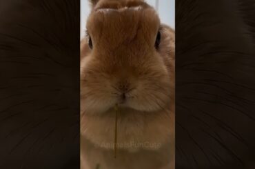 Baby Bunny Eating Veggies - Cutest Compilation Ever. #cute #catlover #funny #kitten