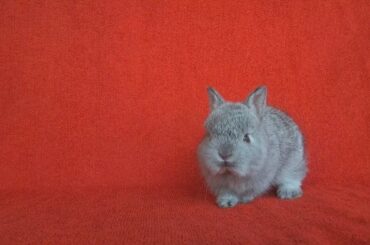 cute baby bunny is confused