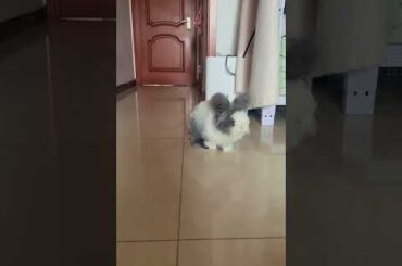 This is so cute. #bunny #rabbit #pets