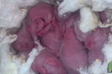 Rabbit growth | Cute Baby Rabbit | White Rabbit Red Eyes Babies 5