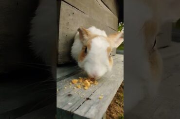 #shortvideo #rabbit #cute #bunny #pets #animals #rabbiteating #rabbitfood #rabbitmeat
