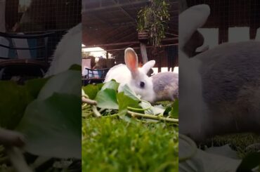 #rabbit #cute #animals #bunny #cutebunny #shortvideo #rabbiteating #rabbitfood #pet