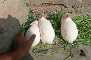 Cute Baby Rabbits Playing and Growing, Rabbit Feeding Activities - Bunny Rabbit - Baby Rabbits