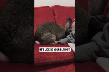 Flemish Giant Rabbit Showing His Affection