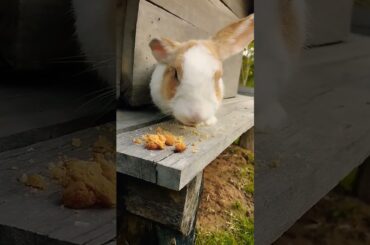 #cute #petrabbit #animals #rabbit #cuteanimals #pets #shortvideo #bunny #rabbiteating
