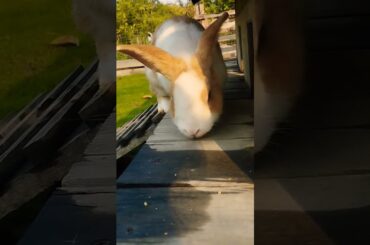 #rabbit #cute #animals #bunny #cutebunny #shortvideo #rabbiteating #rabbitfood #pet