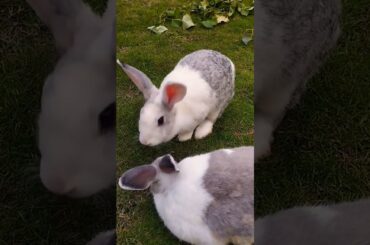#pets #rabbite #cute #rabbit #bunny #shortvideo #rabbiteating #rabbitfood #pet