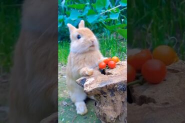 #cute #rabbit #rabbitrabbit #animals #funny #pets #youtube #trendingshorts #youtubeshorts #arctic