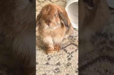 Angry Bunny Rabbit Thumping throwing Tantrum #shorts #petlovers #bunny #rabbit