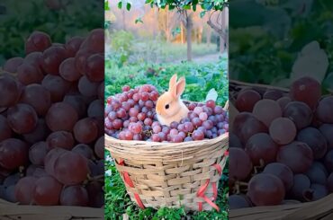 #fruit #cute #rabbit #animals #pets #funny #bunny #rabit #rabits #eatingshow #arcticwildlife #pet