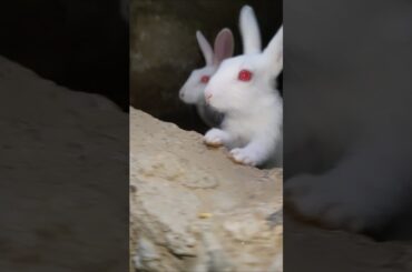 Cute baby Rabbit is eating food #shorts #pets