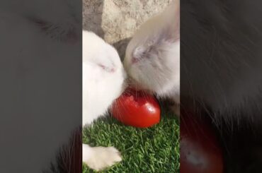 #cute #rabbit #animals #cuteanimals #rabbitlife #rabbitt #bunny