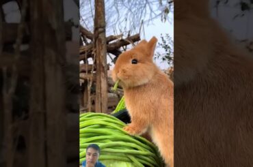 This rabbit enjoys vegetables #rabbit #petrabbit #petbunny #bunny #cute #rabbitfood #cuteanimals