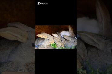 Rabbit video ai #rabbit #cute #bunny #pets