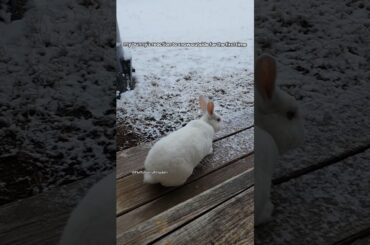 My white bunny checking out the snow outside #bunny #bunnylife #pets