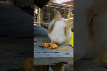 #cute #cuteanimals #animals #pets #funny #shortvideo #rabbiteating #bunny #rabbitfood #rabbitmeat