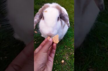 #shortvideo #cute #petrabbit #animals #rabbit #pets #bunny