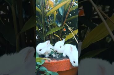 Cute bunny moments.Baby bunny playtime. #viralvideo #rabbit #cutepet