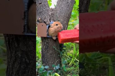 Cute rabbit and watermelon #cute #petrabbit #animals #houserabbit #funny #rabbite #kids #rabbit