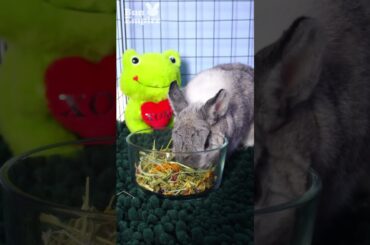 Bunny LOVES Big Bowl Of Treats