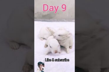 Little baby to rabbit transformation. #rabbit #bunny #pets #rabbites #rabbitfarming #cutebunny #cavy
