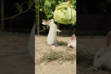 Bunny’s Funny Food Choice!Bunny||Rabbit ||Bunny Blissful #bunnyeating #rabbit #healthyrabbitmeat