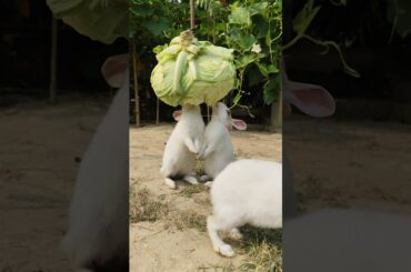Rabbit || Bunny|| Wander Rabbit #adorablebunny #rabbit #healthyrabbitmeat #cuteanimal #cute #cutepet