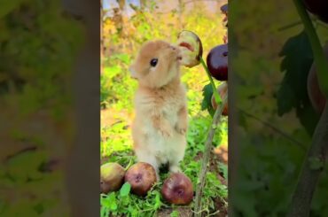 Bunny, cute rabbit #viralvideo #rabbit #cute #pets #animals #bunny #shorts #subscribe #like #short