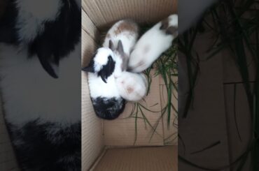 4 baby bunny