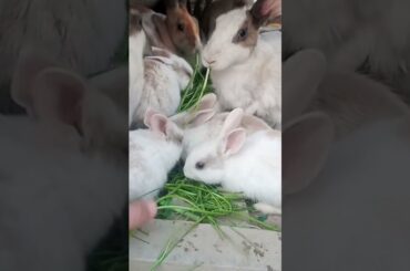 CUTE RABBIT | Baby Video 2025 | Newborn Baby Rabbits