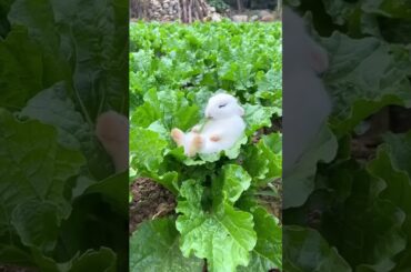 The little rabbit #rabbit #cute #bunny #animals #animallover #pets