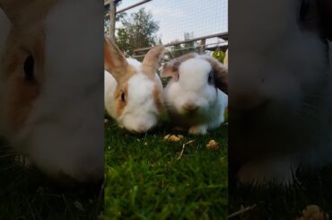 #cute #rabbit #animals #cuteanimals #pets #shortvideo #rabbiteating #bunny #rabbitfood #rabbitmeat