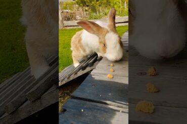 #rabbit #cute #bunny #pets #animals #shortvideo #rabbiteating #rabbitmeat #rabbitfood #rabbitdiet