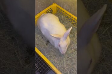 #rabbit #petrabbit #cute #bunny #houserabbit #animals #funny #rabbitfood #animal #rabbiteating