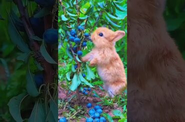 Rabbit eat fruit #animals #cute #rabbit #sorts