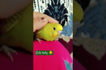 beautiful baby #bunny #rabbit #cute #petrabbit #pets #birds #cuteanimals #lovebirds