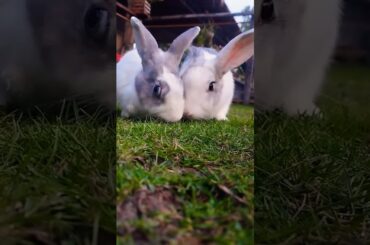 #rabbit #cute #bunny #pets #animals #shortvideo #rabbiteating #rabbitfood #rabbitmeat #pet