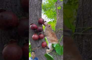 This bunny loves this fruit #petrabbit #rabbit #fruit #bunny #cutebunny #bunnylife #funnybunny