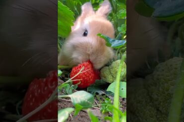 #rabbit #petrabbit #pets #rabbitfood #cute #bunny #dwarfrabbit #animals #rabits #pet #shorts #viral