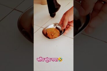 rabbit #cute #bunny #pets #animals #petlovers #youtubeshorts#petrabbit#viralshotrs #love#viralreels