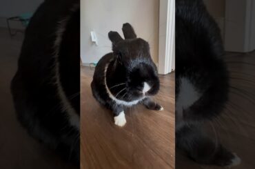 Angry Bunny Throws a Tantrum Over Broken Treat! #rabbit #relatable