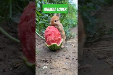 Cute Little Animals  53 #rabbits